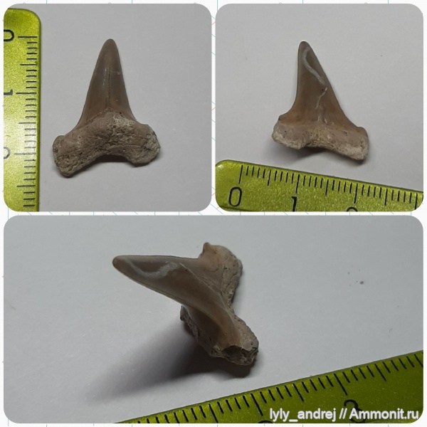 сеноман, зубы акул, Cretoxyrhina, Варавинский овраг