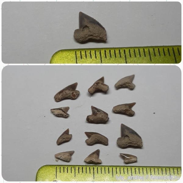 Squalicorax, сеноман, зубы акул, Варавинский овраг