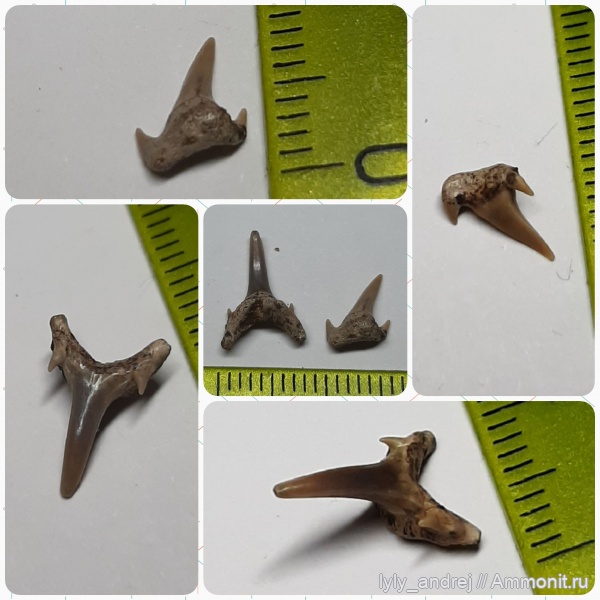 сеноман, зубы акул, Варавинский овраг