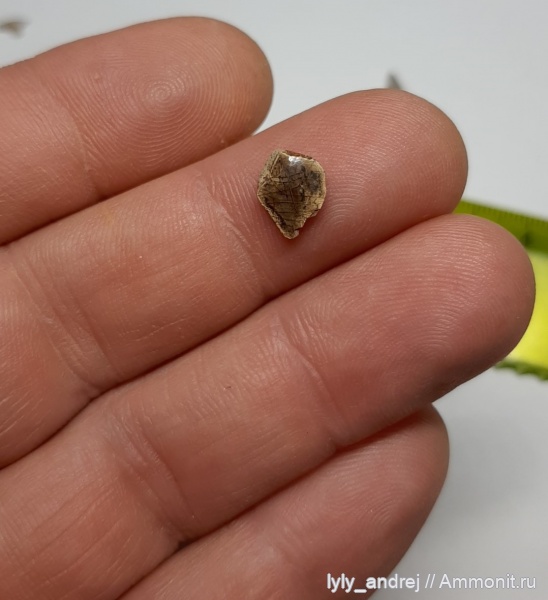 рыбы, сеноман, чешуя, Варавинский овраг