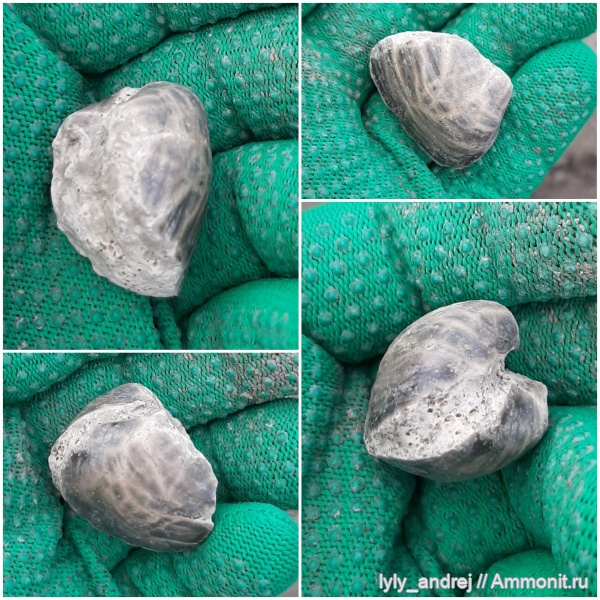 Пески, двустворки, Gresslya alduini