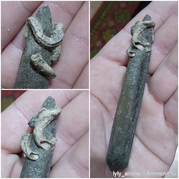 белемниты, кольчатые черви, Serpula limax