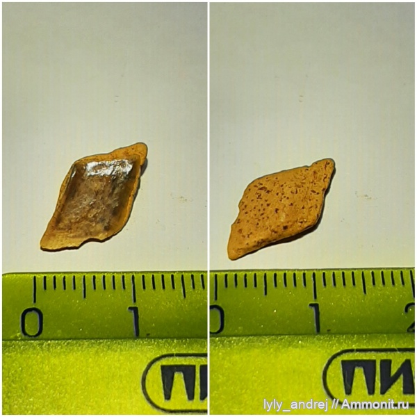 сеноман, чешуя рыб, Малопроломский карьер