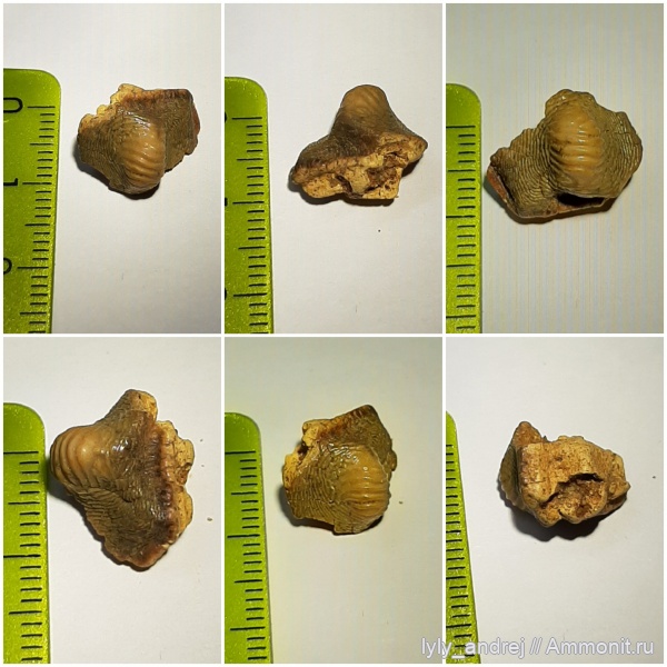 сеноман, ptychodus anonymus, Малопроломский карьер