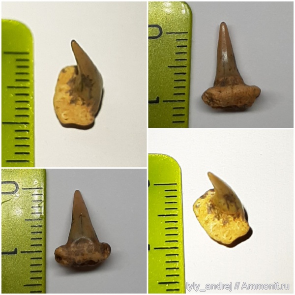 рыбы, зубы, сеноман, Малопроломский карьер