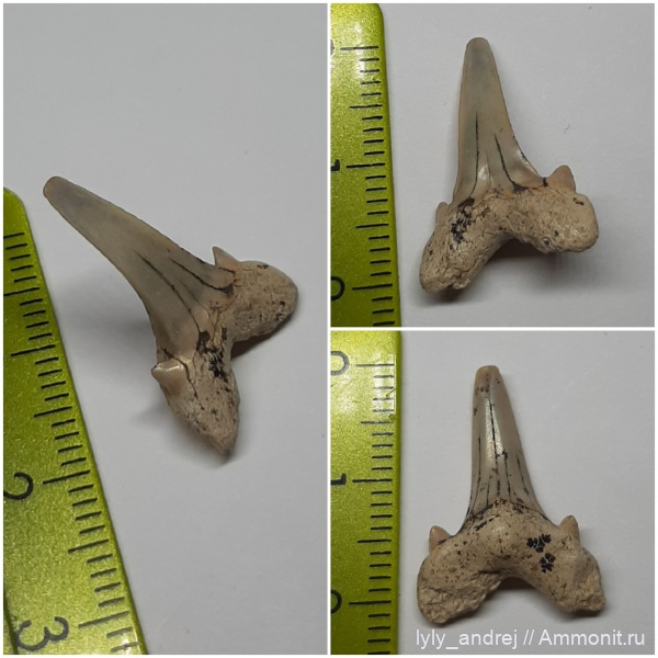 зубы, Cretalamna, сеноман, Cretalamna appendiculata, Малопроломский карьер