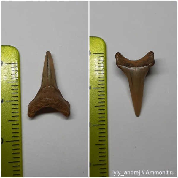 акулы, сеноман, Малопроломский карьер