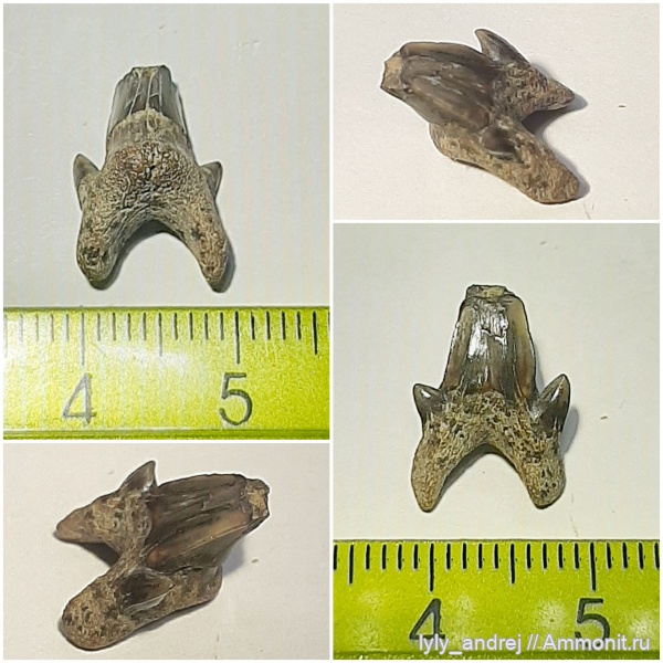 сеноман, зубы акул, Dwardius, Тамбовская область, путешествие