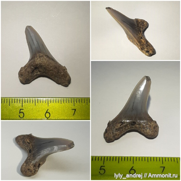 сеноман, зубы акул, Cretoxyrhina, Тамбовская область