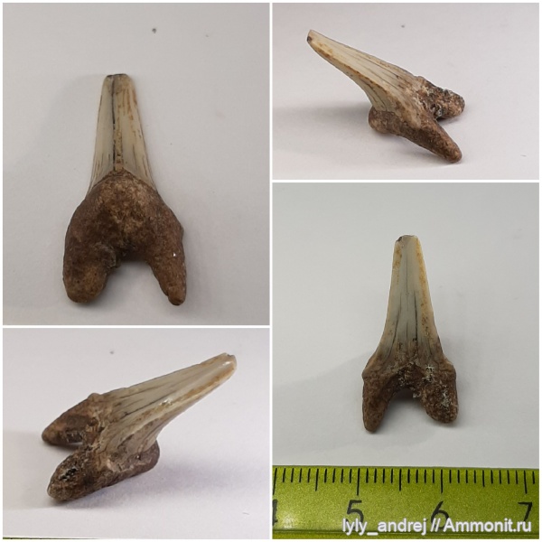 рыбы, сеноман, зубы акул, Cretoxyrhina, Тамбовская область