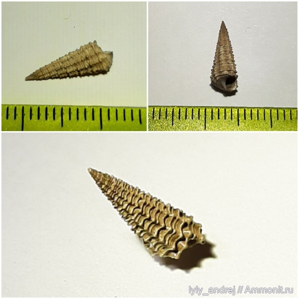 гастроподы, Пески, юрский период, Cryptaulax