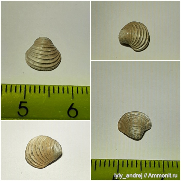 Пески, юрский период, двустворки, Trautscholdia