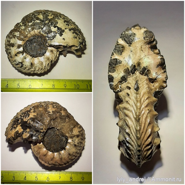 аммониты, Cardioceras, средний оксфорд