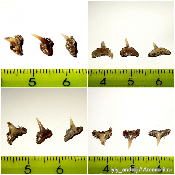 сеноман, зубы акул, Synechodus, Palaeospinacidae, Тамбовская область