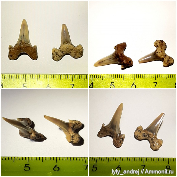 Cretalamna, сеноман, зубы акул, Тамбовская область