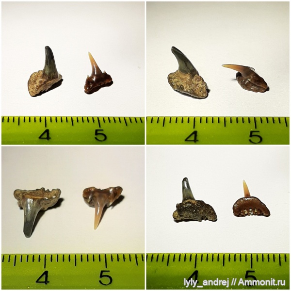 сеноман, зубы акул, Paraorthacodus, Synechodus, Тамбовская область