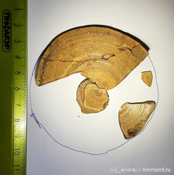 рыбы, акулы, сеноман, позвонки, Малопроломский карьер