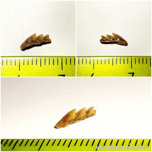 сеноман, зубы акул, Gladioserratus, Малопроломский карьер