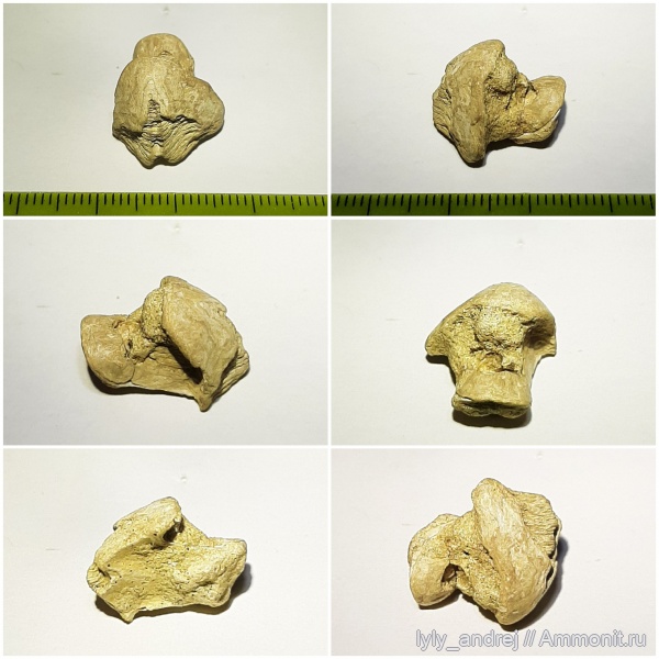 моллюски, сеноман, Малопроломский карьер, челюсти головоногих