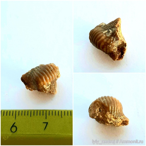 сеноман, зубы акул, Ptychodus, Варавинский овраг, Ptychodus mammillaris