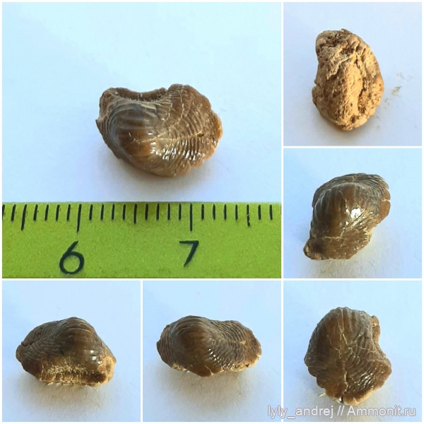 зубы акул, Ptychodus, Варавинский овраг, ptychodus anonymus