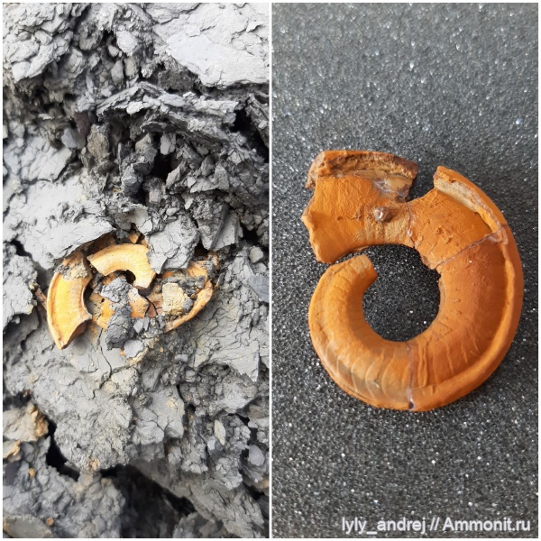 наутилусы, головоногие моллюски, Catastroboceras