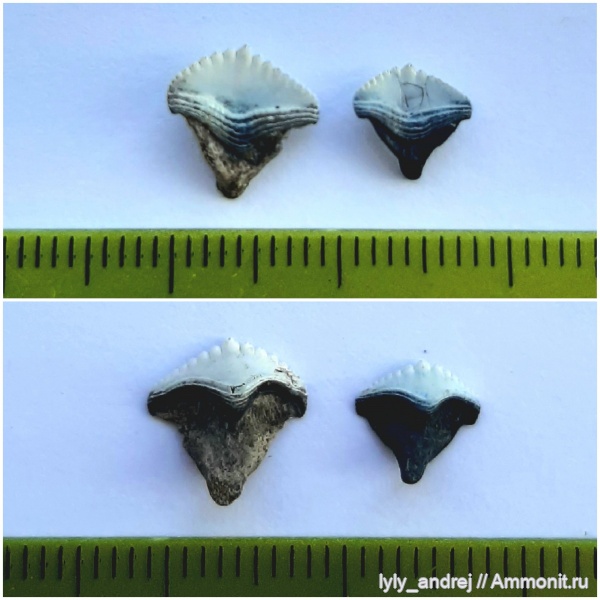 зубы, хрящевые рыбы, Ctenoptychius