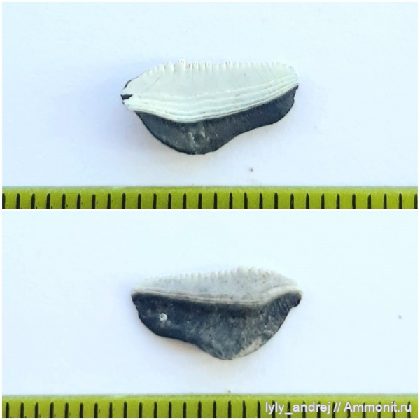 зубы, хрящевые рыбы, Ctenoptychius
