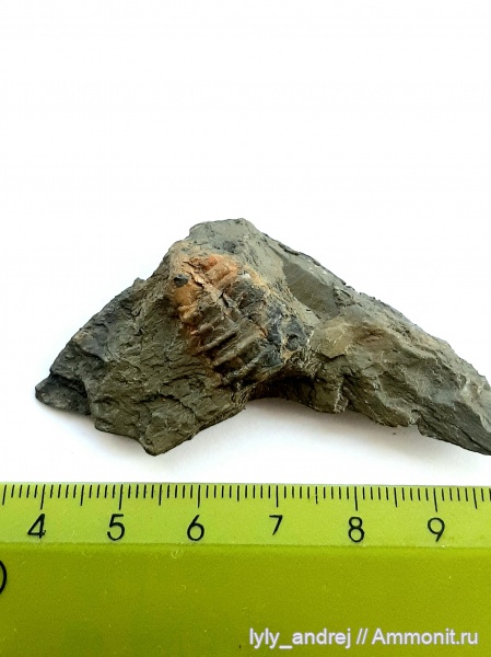 головоногие моллюски, фрагмоконы