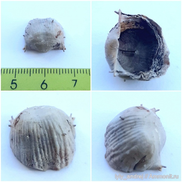 брахиоподы, стешевский горизонт, Eomarginifera lobata