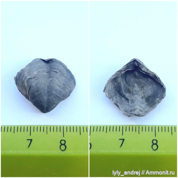 брахиоподы, Composita, стешевский горизонт