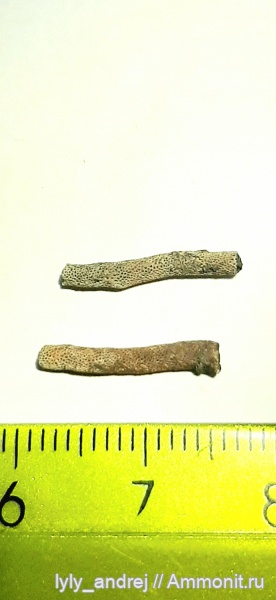 мшанки, стешевский горизонт