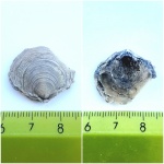 Брахиопода Cleiothyridina pectinata