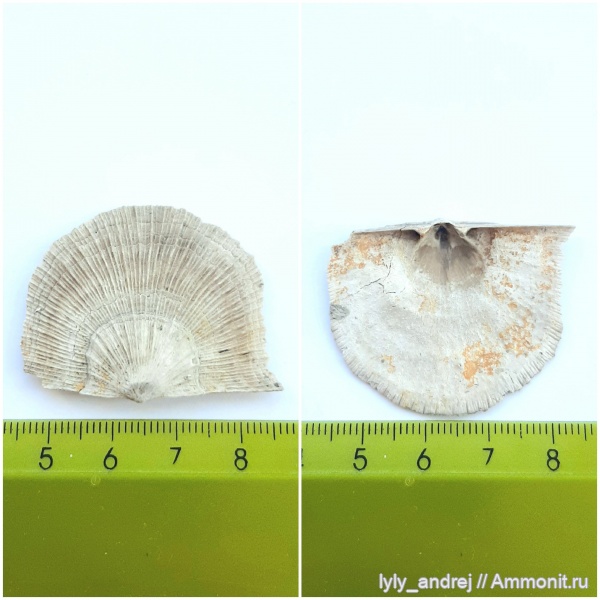 брахиоподы, стешевский горизонт