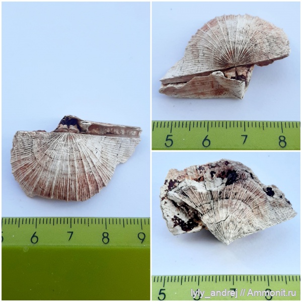 брахиоподы, стешевский горизонт, Schuchertella radialis