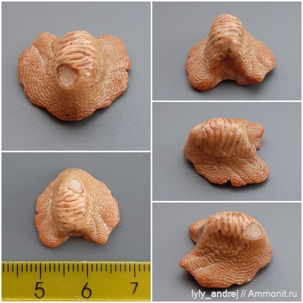 зубы акул, Ptychodus, ptychodus anonymus, Малопроломский карьер