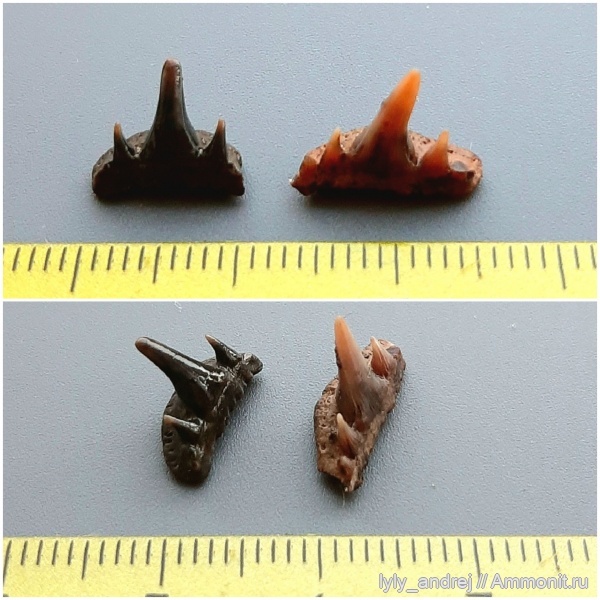 хрящевые рыбы, сеноман, зубы акул, Paraorthacodus