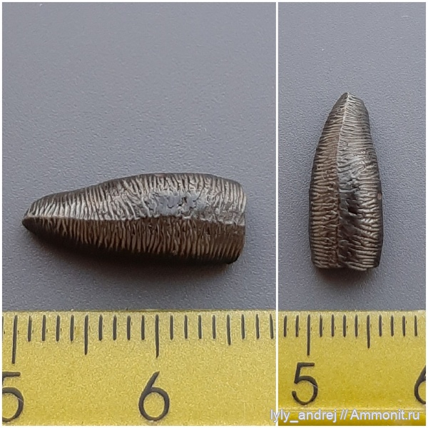 хрящевые рыбы, сеноман, зубы акул, Acrodus