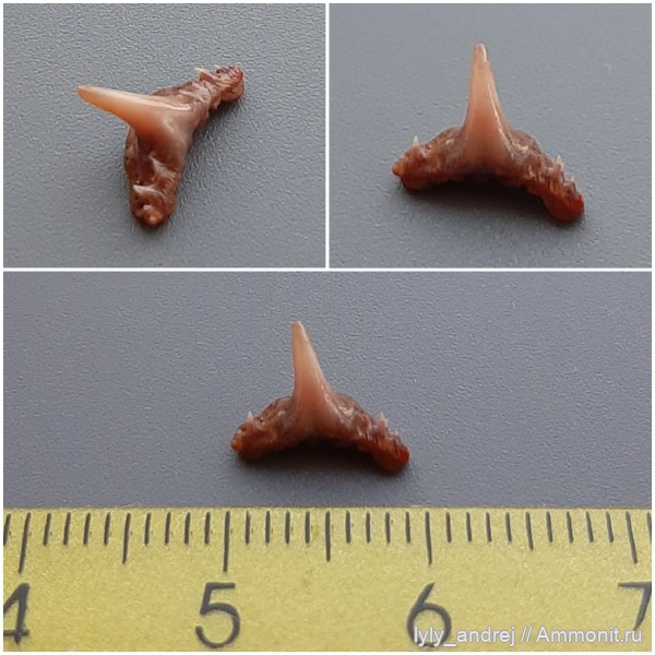 хрящевые рыбы, сеноман, зубы акул, Synechodus, Palaeospinacidae