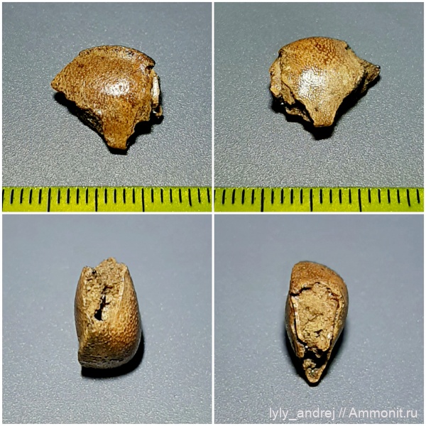 членистоногие, сеноман