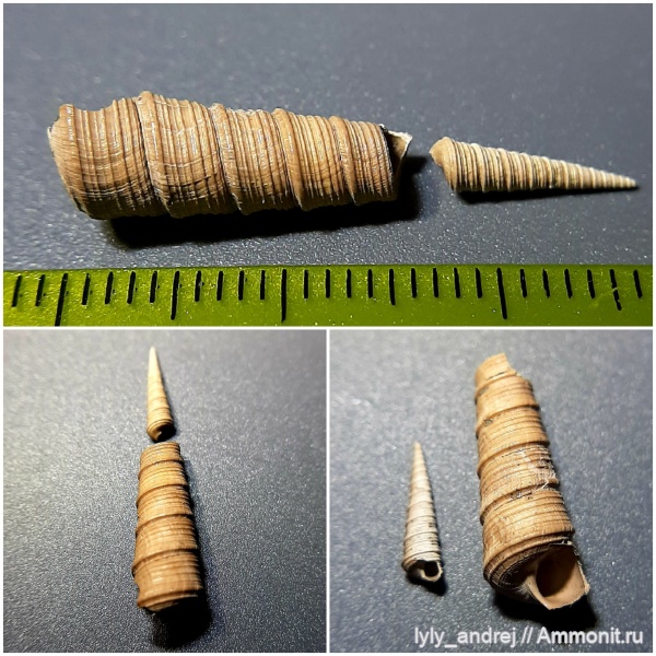 гастроподы, моллюски, оксфорд, Clathrobaculus