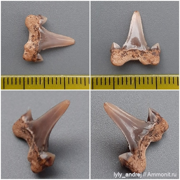 хрящевые рыбы, Cretalamna, сеноман, зубы акул