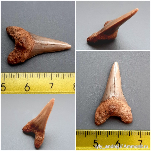 хрящевые рыбы, сеноман, зубы акул, Cretoxyrhina