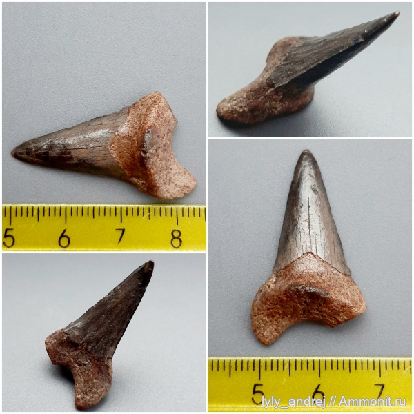 хрящевые рыбы, сеноман, зубы акул, Cretoxyrhina