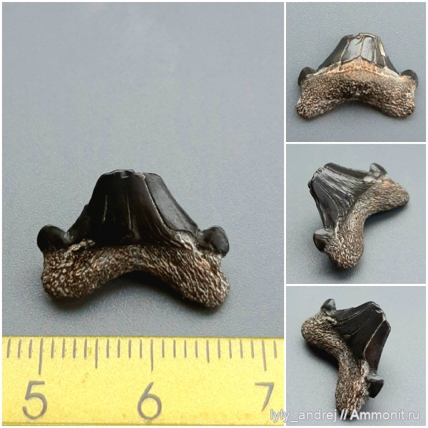 хрящевые рыбы, сеноман, зубы акул, Archaeolamna