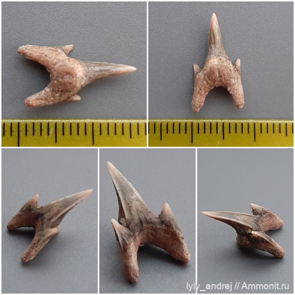 хрящевые рыбы, сеноман, зубы акул, Pseudoscapanorhynchus