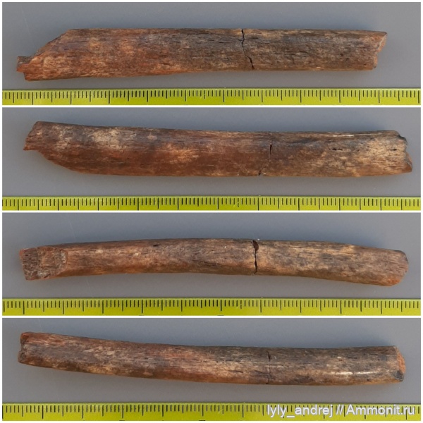 водные рептилии, сеноман, кости