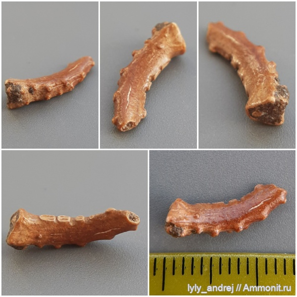 членистоногие, раки, сеноман, крабы