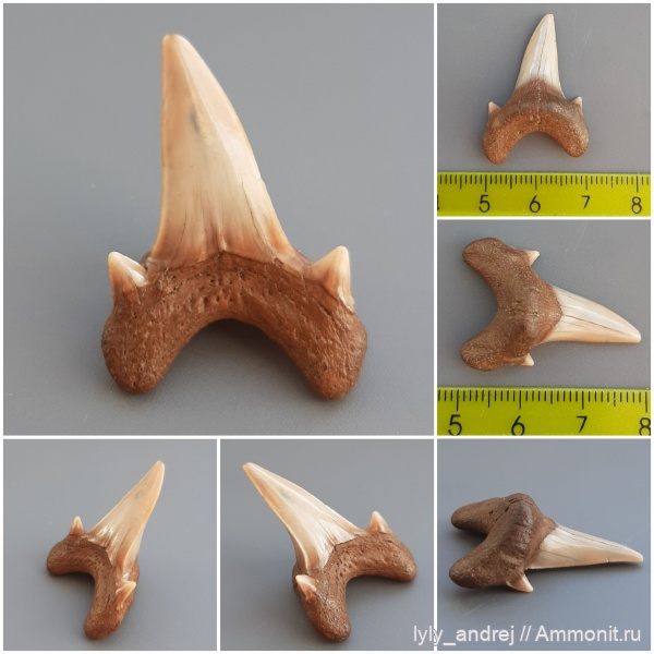 хрящевые рыбы, сеноман, зубы акул, Dwardius