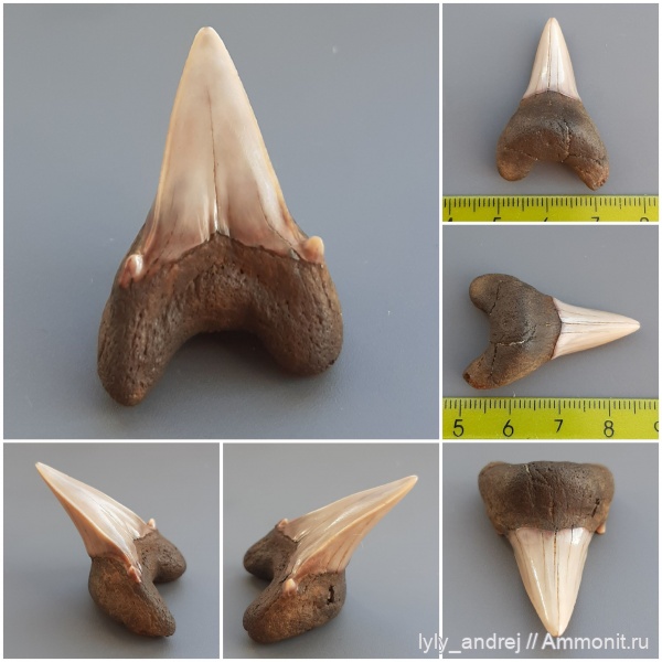 хрящевые рыбы, сеноман, зубы акул, Cardabiodon